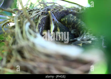 Hatchling" des amerikanischen Robin Vogel Stockfoto