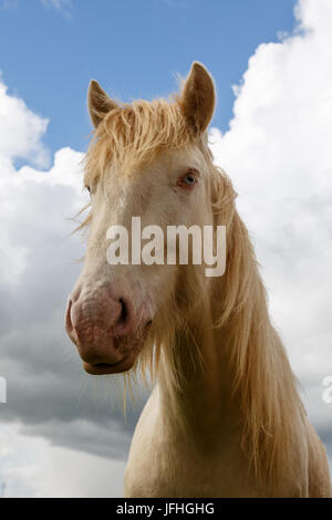 Tinker Cremello portrait Stockfoto