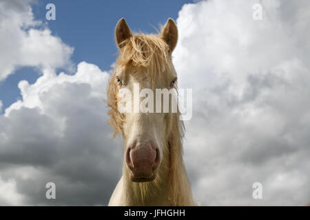 Tinker Cremello portrait Stockfoto