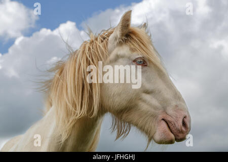 Tinker Cremello portrait Stockfoto