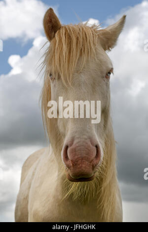 Tinker Cremello portrait Stockfoto