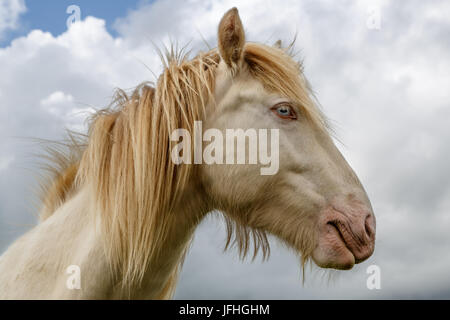 Tinker Cremello portrait Stockfoto
