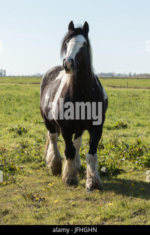 Irish Cob auf der Weide Stockfoto