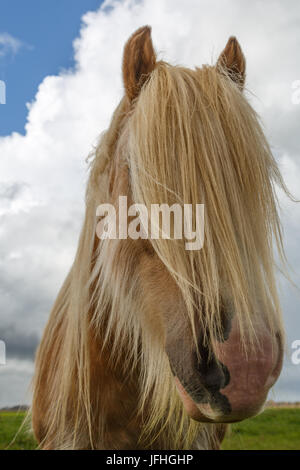 Irish Cob Mix Portrait Stockfoto