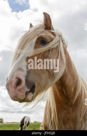Irish Cob Mix Portrait Stockfoto
