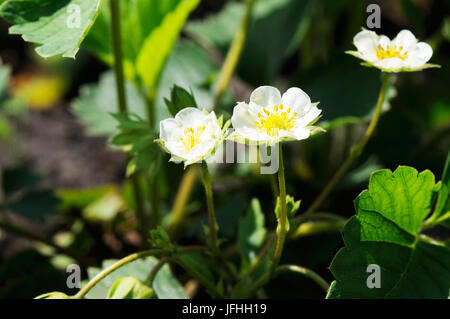 Weiße Blüte Erdbeere Blumen Stockfoto