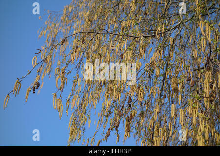 Betula pendula Hänge-birke, Stockfoto