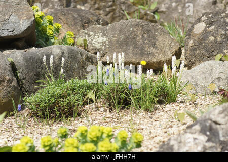 Muscari botryoides Alba, weiße Traube Hyazinthe Stockfoto