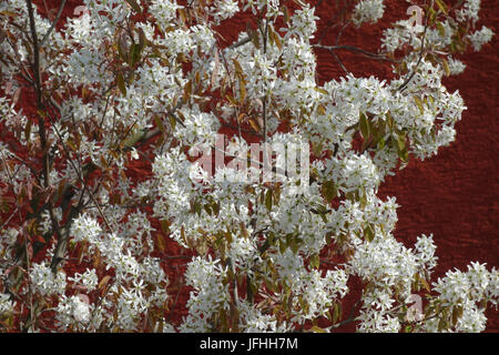 Amelanchier Canadensis, Shadbush Stockfoto