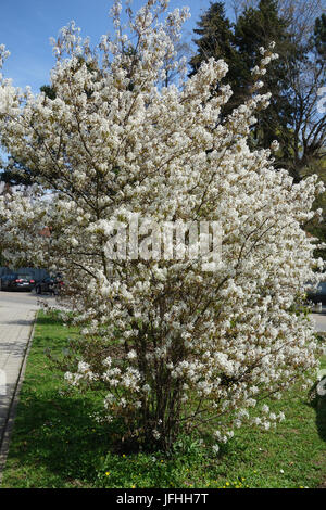 Amelanchier Canadensis, Shadbush Stockfoto