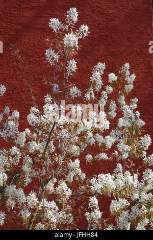 Amelanchier Canadensis, Shadbush Stockfoto