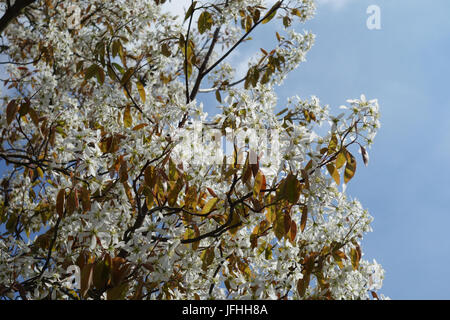 Amelanchier Canadensis, Shadbush Stockfoto