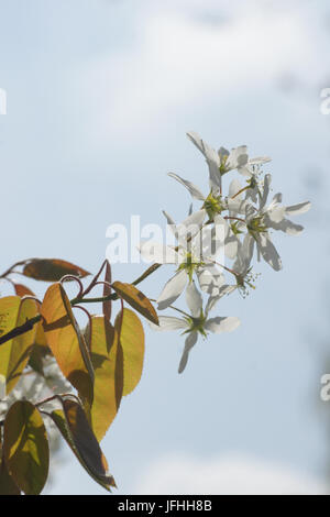 Amelanchier Canadensis, Shadbush Stockfoto