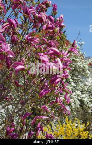 Magnolia liliiflora, Lila Untertasse Magnolia Stockfoto