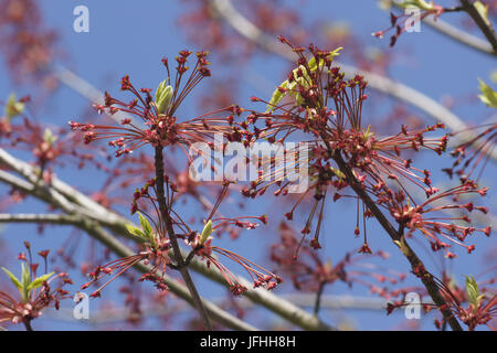 Acer rubrum, roter Ahorn Stockfoto