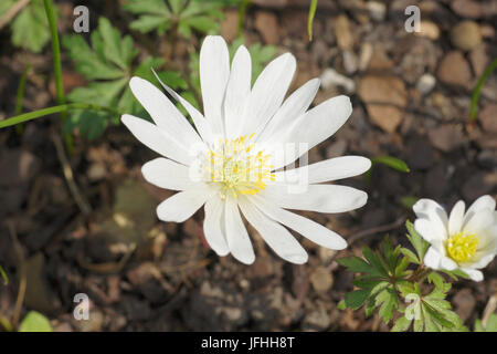 Anemone blanda Alba, weiße Grecian Cuneata Stockfoto