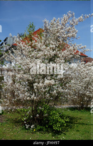 Amelanchier Canadensis, Shadbush Stockfoto