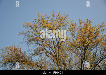 Acer saccharinum, Silber Ahorn, frische Blätter Stockfoto