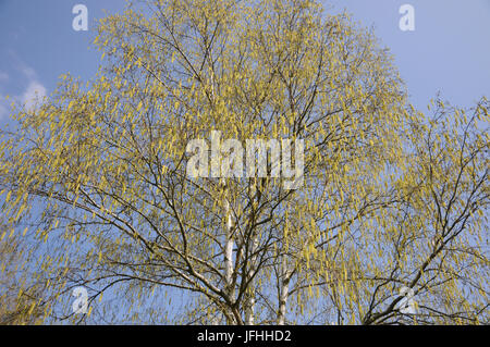 Betula pendula Hänge-birke, Stockfoto