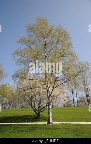 Betula pendula Hänge-birke, Stockfoto