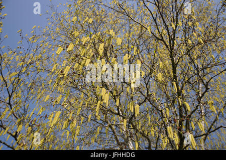 Betula pendula Hänge-birke, Stockfoto