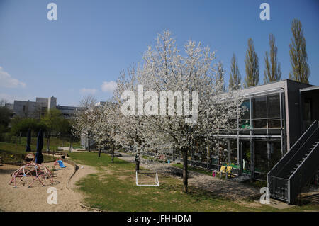 Prunus avium, Süße Kirsche, im Kindergarten Stockfoto