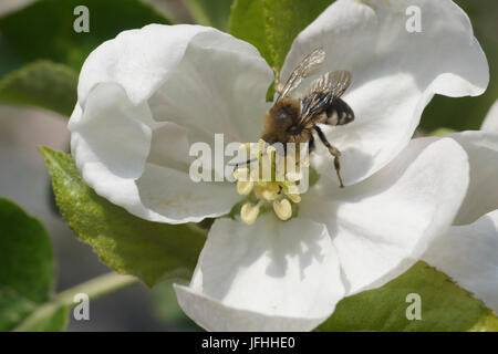 Malus Domestica, Apple, wilde Biene Stockfoto