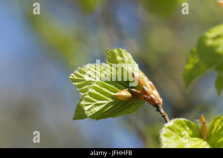 Fagus sylvatica, Buche, frische Blätter Stockfoto