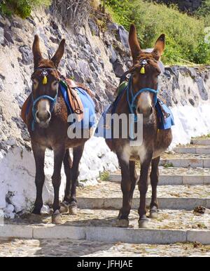 zwei Esel in Fira, Santorini, Griechenland Stockfoto