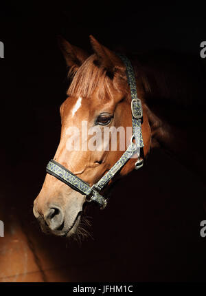 Bucht von Trakehner Pferd mit Halfter in dunklem Hintergrund Stockfoto