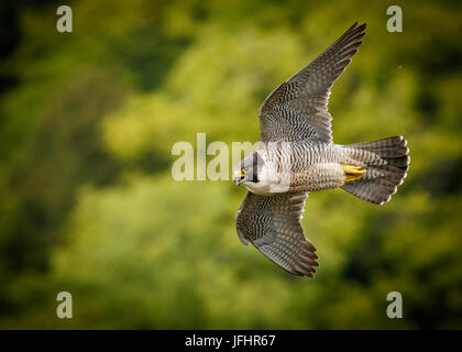 Falcon Fly-By Stockfoto