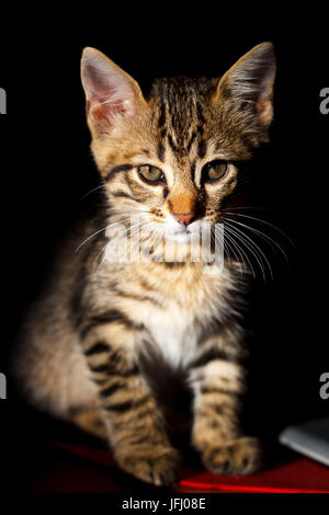Kleines Kätzchen auf Schwarz Stockfoto