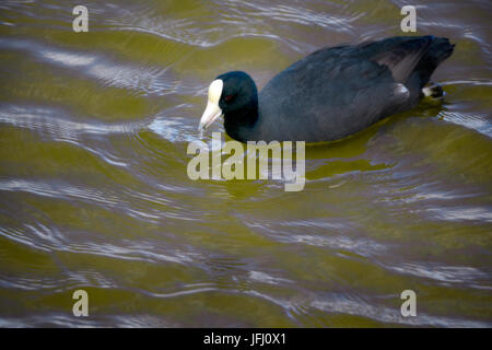 Hawaiian Wasserhuhn.  Maui, HJawaii... Kealia Pond National Wildlife Refuge Stockfoto
