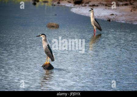 Black Crown nahe Heron. Kealia Pond National Wildlife Refuge. Maui, Hawaii Stockfoto