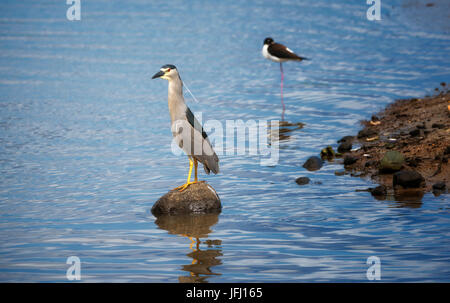 Black Crown nahe Heron Hawaiin Stelzenläufer. Kealia Pond National Wildlife Refuge. Maui, Hawaii Stockfoto