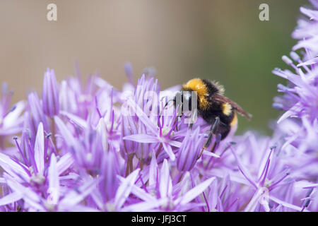 Bombus Lucorum. White-tailed Hummel Fütterung auf Allium Blume in einem englischen Garten. UK Stockfoto
