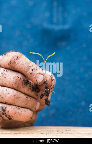 Gärtner Hände halten ein Gemüse säen in seinen Händen. Nahaufnahme Makro. UK Stockfoto