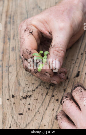 Gärtner Hände halten ein Gemüse säen in seinen Händen. Nahaufnahme Makro. UK Stockfoto