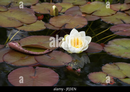 Nymphaea Alba. Weiße Seerose Blume und Seerosen in einem Teich. UK Stockfoto