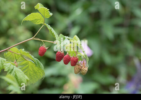 Rubis Idaeus. Himbeeren auf den Busch in einem englischen Garten. UK Stockfoto