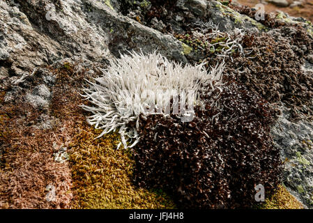 Flechten und Moose auf Rock, Seeber Tal, Ötztaler Alpen, Südtiriol Stockfoto