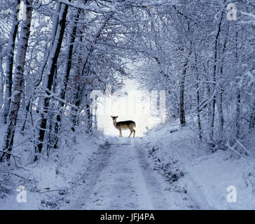 Weibliche Damwild im Wintermantel auf tief verschneiten Wald Weg Stockfoto