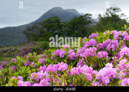 Die Torridon Berge mit blühenden Rhododendron (Rhododendron Ponticum) im Vordergrund, Schottland Stockfoto