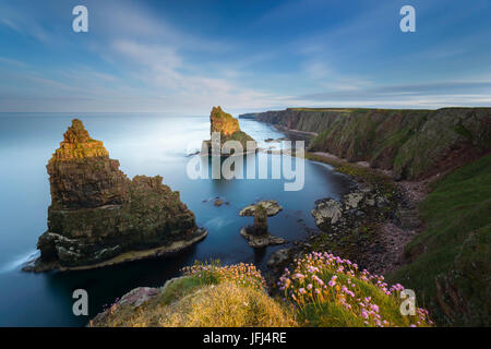 Duncansby Stacks im Abendlicht, Duncansby Head, John O'Groats, Schottland, Großbritannien Stockfoto