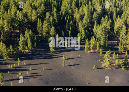 Pinien in der Lava-Bett, den USA, California, Lassen Nationalpark Stockfoto