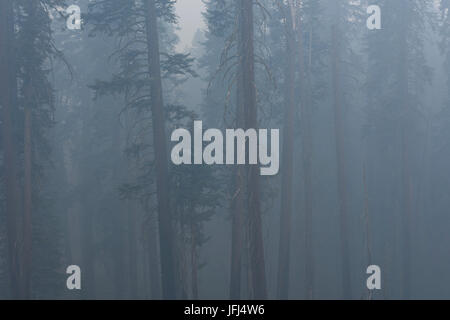 Mammutbäume im Nebel, den USA, Kalifornien, Kings-Canyon-Nationalpark Stockfoto