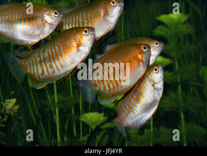 Goldener Gurami, Trichogaster Trichopterus, Anabantoidei, Gruppe Stockfoto