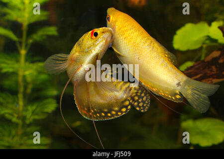 Goldener Gurami, Trichogaster Trichopterus, Anabantoidei, paar Stockfoto