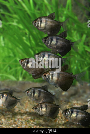 schwarzer Tetra Gruppe, Gymnocorymbus Ternetzi, Südamerika Stockfoto