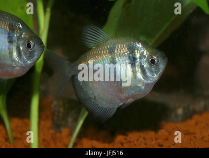 schwarzer Tetra, Gymnocorymbus Ternetzi, Brasilien (Mato Grosso), Bolivien, Aquarienfische Stockfoto